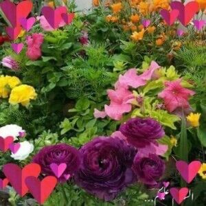 Meet your Posher, Cleek